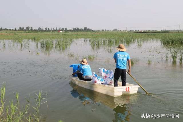 对虾可以和龙虾一起养,虾农养殖户普遍存在的养殖问题