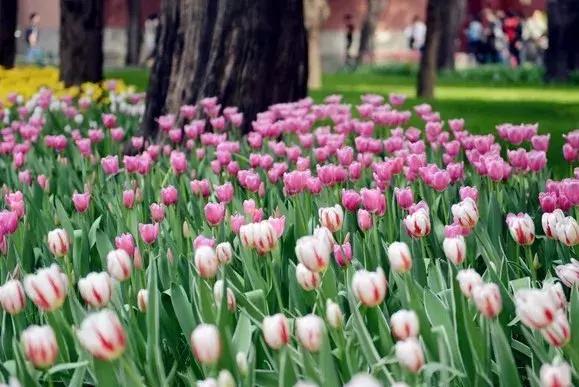 最适合赏花的花,视觉盛宴五种赏花名花供您选择