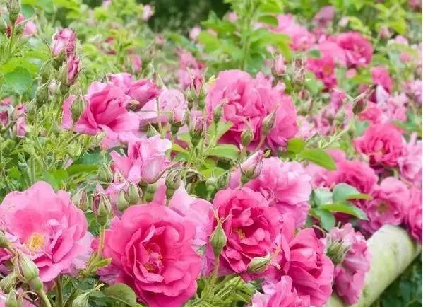 每天学习一点点花卉,100种常见玫瑰品种