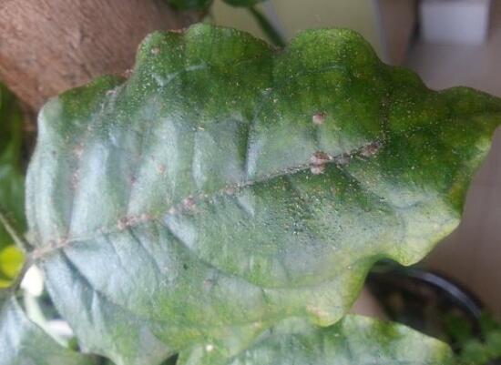 怎么防治幸福树长虫子,幸福树虫害怎么治