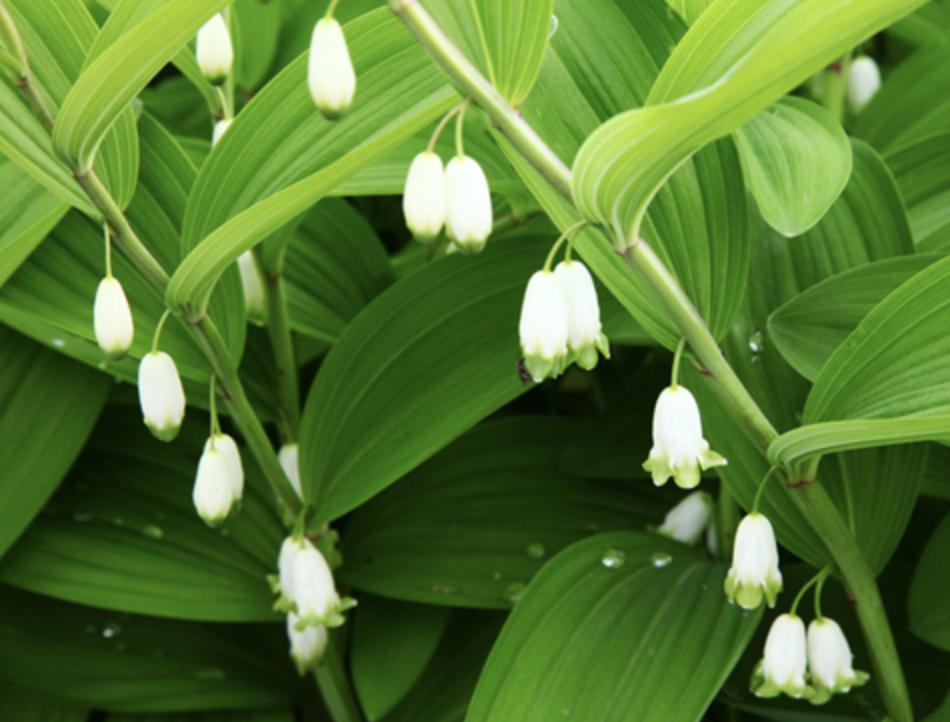 十大珍稀野生玉竹图片,树林里的珍贵药材