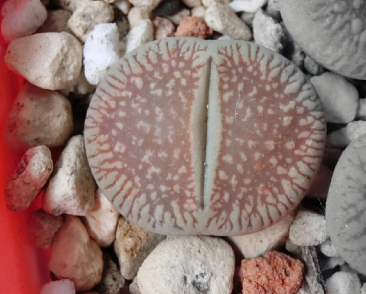 珍品生石花,绿宝石类生石花