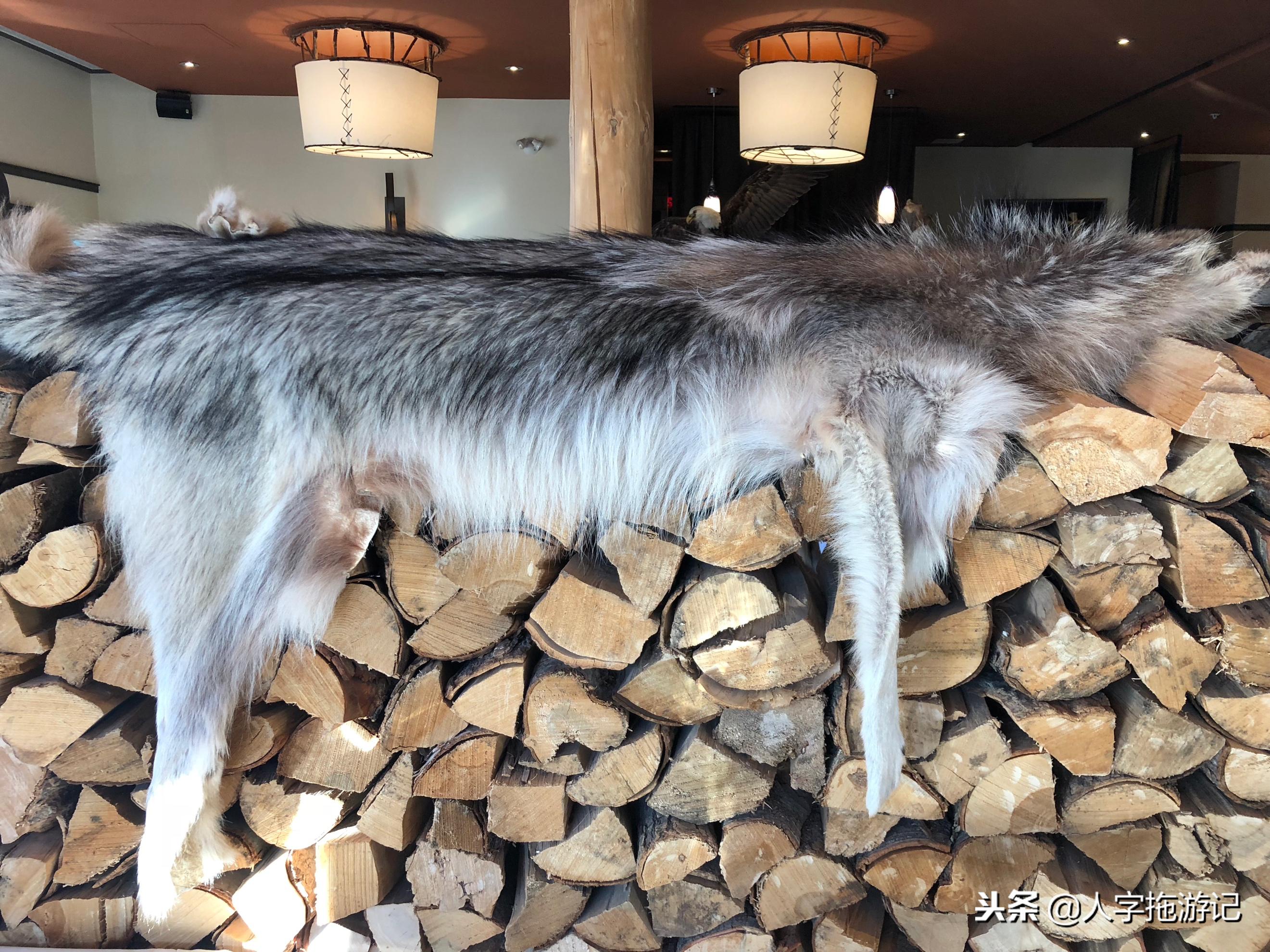 冬日极客，加拿大Wendake穿着狼爪去狼族