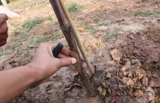 葡萄病害防治识别图谱,葡萄病害鉴定图谱