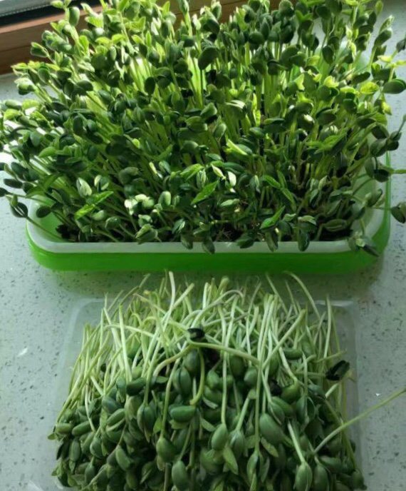 阳台种菜阳光不足种什么菜好,阳台上种菜没光照怎么办