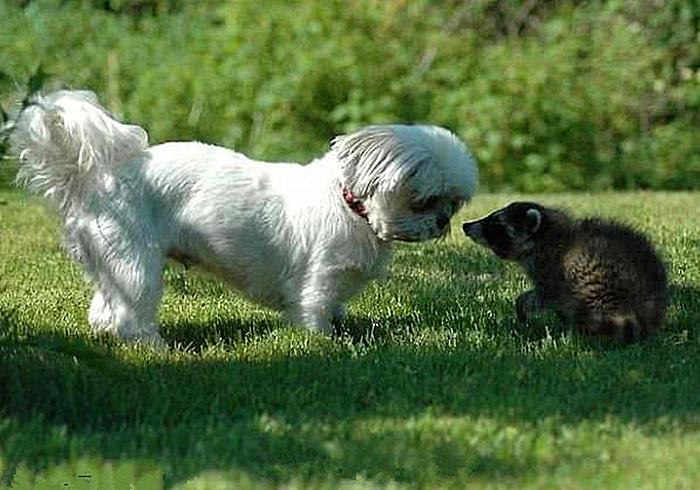 浣熊性格,浣熊性格爱好特点