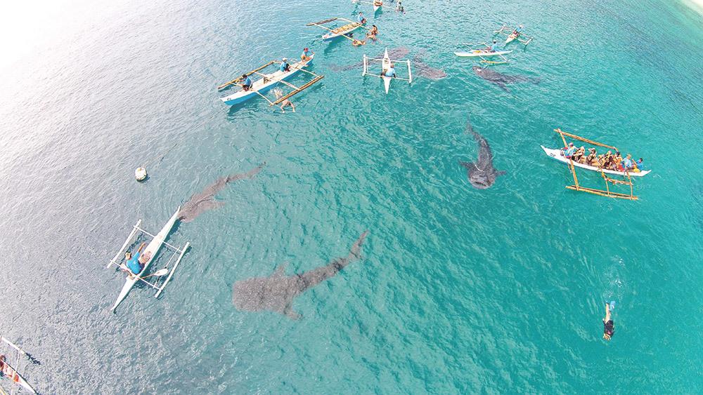 菲律宾薄荷岛宿务旅游攻略,菲律宾宿务杜马盖地旅游攻略