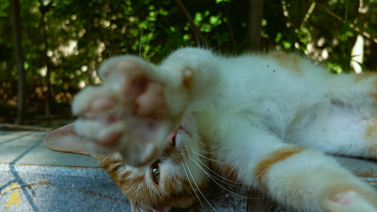 幼猫喝什么牌子的羊奶粉好,幼猫喝什么牌子的羊奶粉