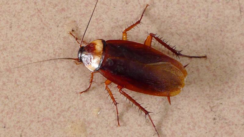 家里有蟑螂怎么才能迅速的消灭掉,家里有蟑螂怎样能彻底消灭掉