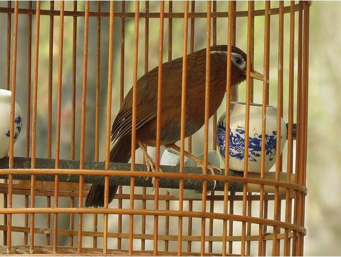 农村四大松是什么意思,农村谚语四大松