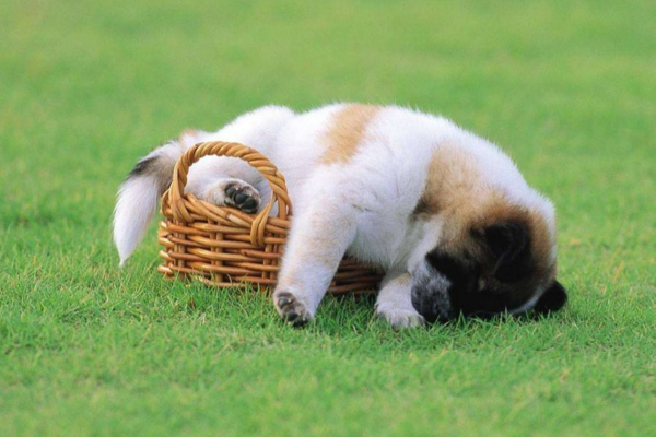 狗狗突然抽搐是什么原因,狗狗间歇抽搐的原因和治疗方法