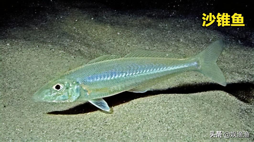 岸吊的组装,岸吊操作