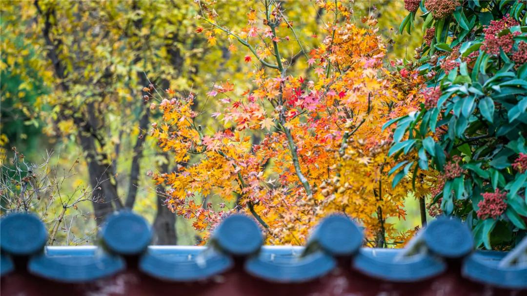 华清宫的初冬美景，惊艳了谁的时光？