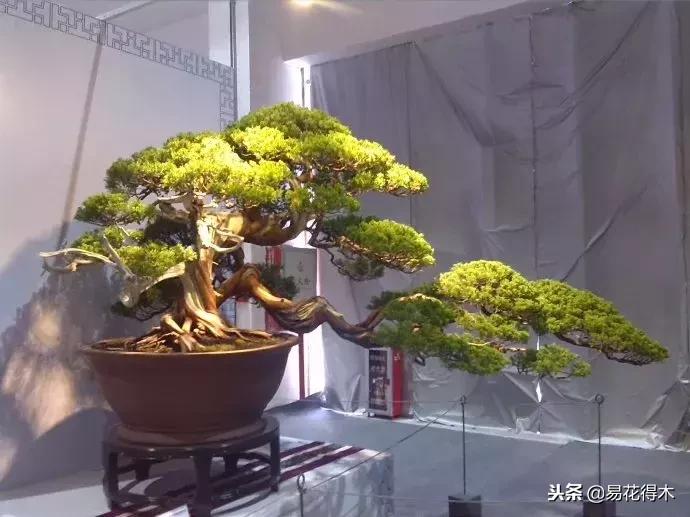 生桩的种植方法和技巧,生桩用什么土栽种最好