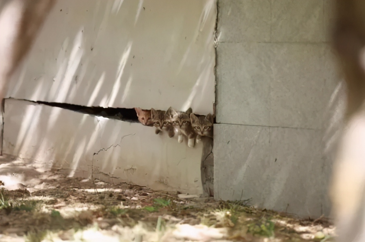 一到毕业季,我们大学的校猫就疯了哈哈哈