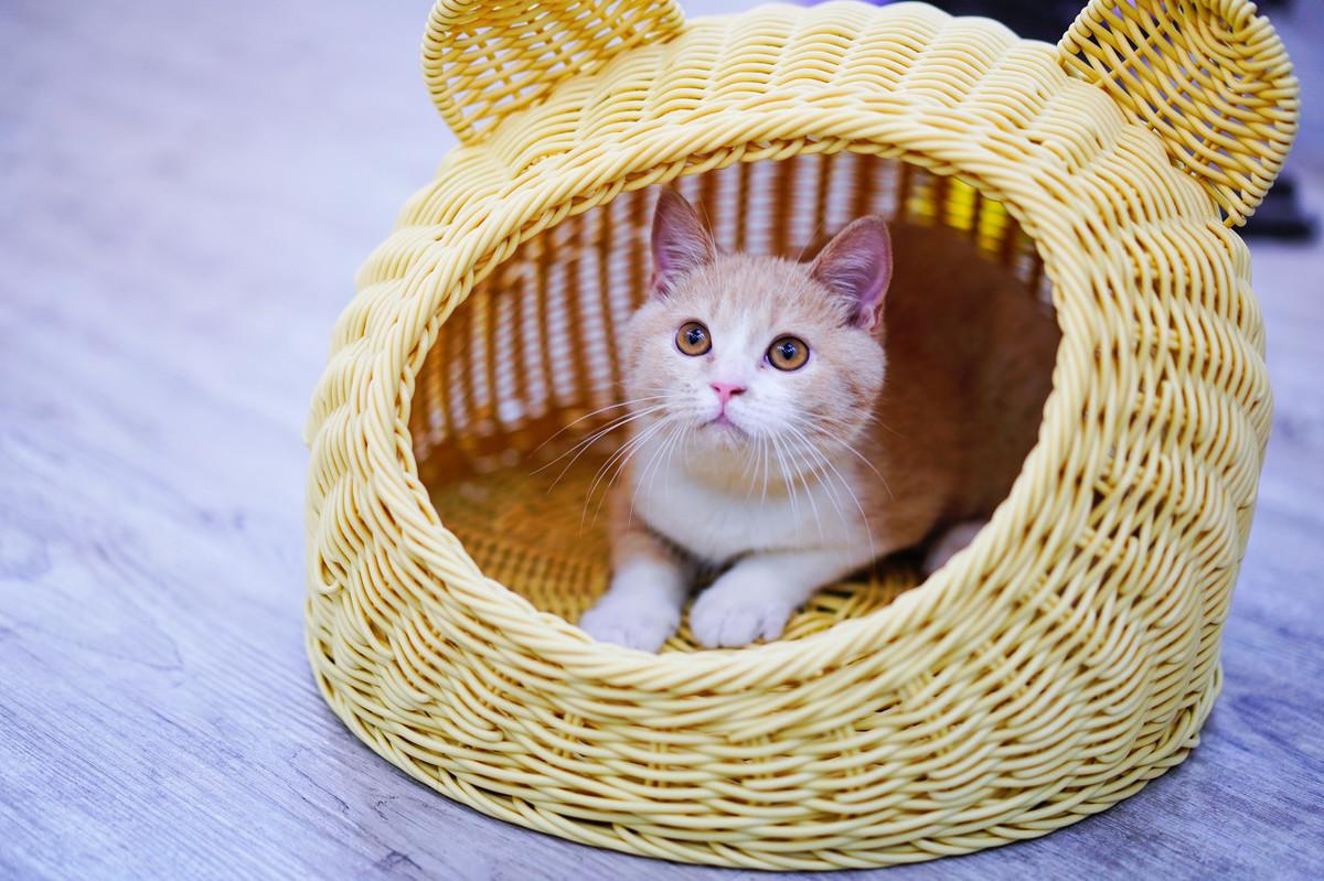 教你5招让你高冷的猫咪变得粘人,猫咪高冷不亲人