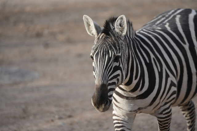 索尼alpha1相机评测,索尼alpha微单评测