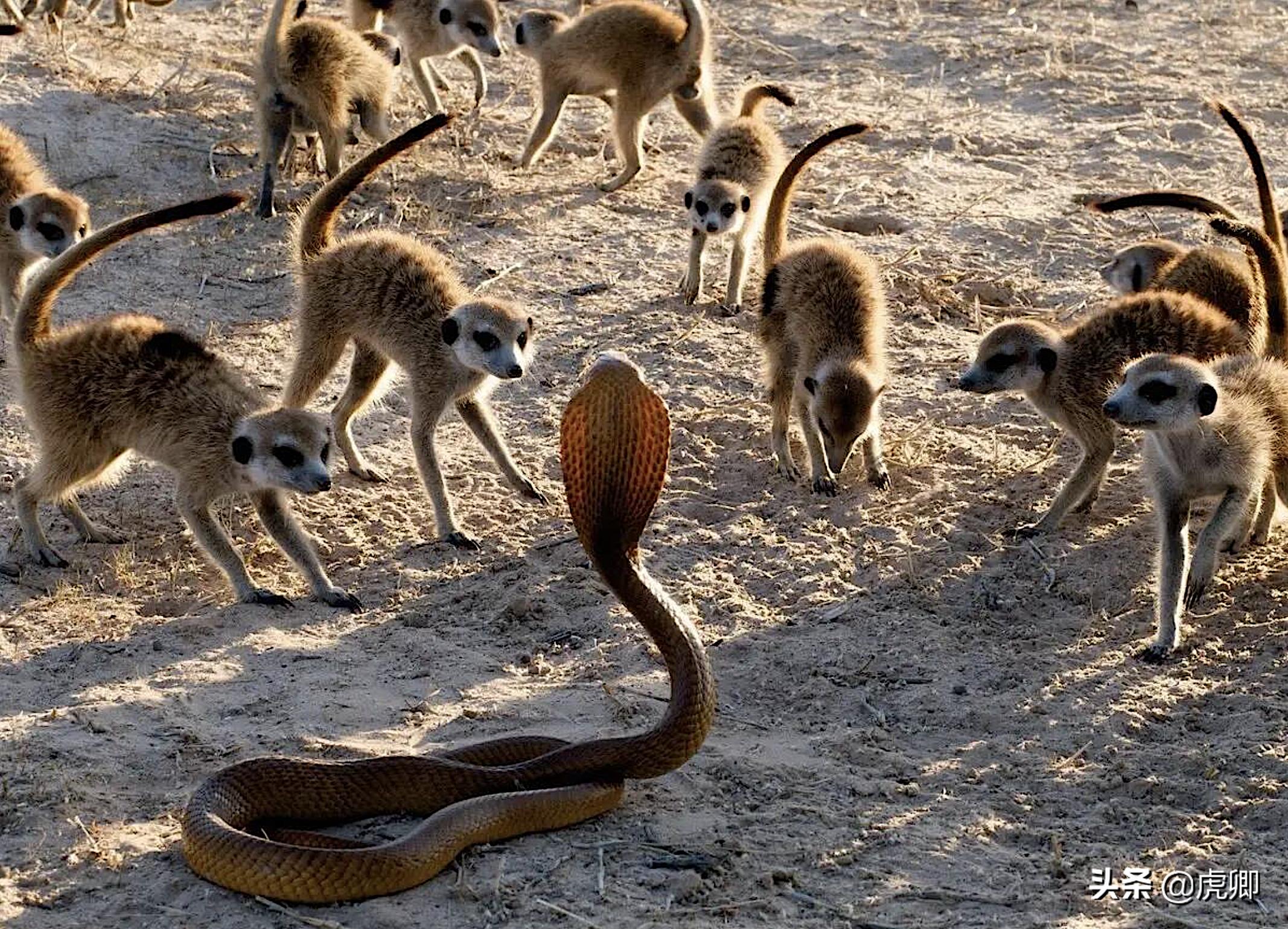 狐獴女王独揽生殖权,生产70子女,女儿篡位后如何处置母亲?