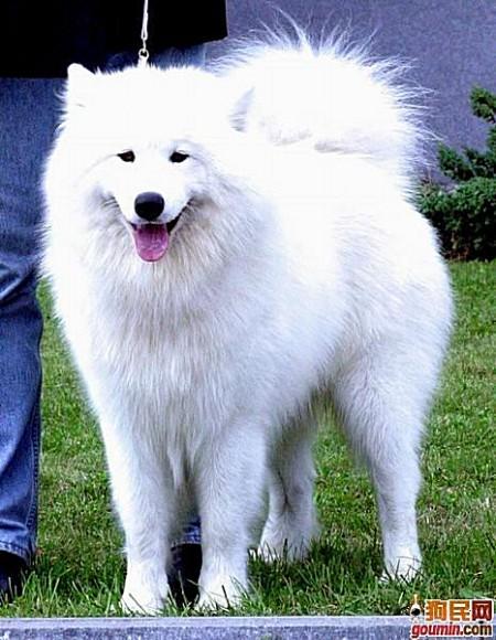 狗狗大全,送给喜欢狗的人）