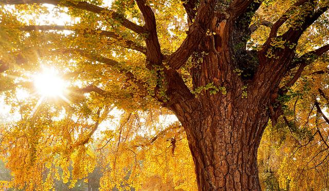 国家地理100个最美景观摄影点,全国银杏观赏地图