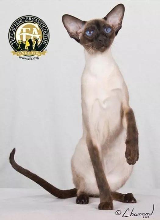 cfa国际名猫展,cfa认可猫的品种