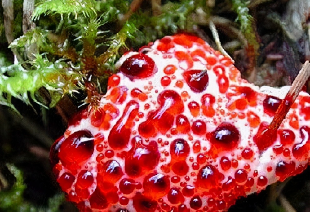 长刺的蘑菇能吃吗,14种毒蘑菇千万别吃