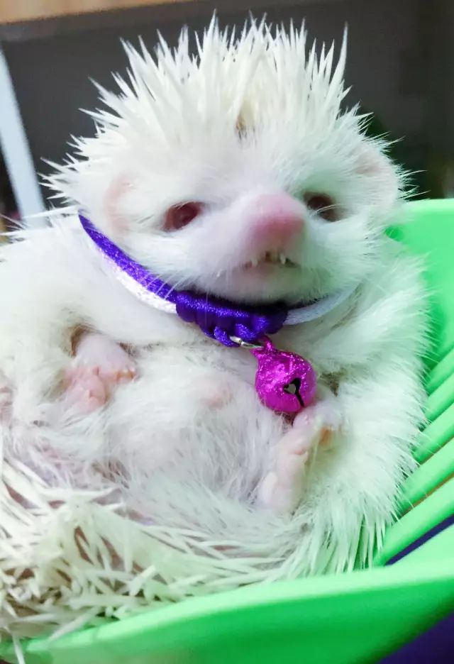 养猫和养狐狸哪个省心,养猫养狗不如养个小怪兽