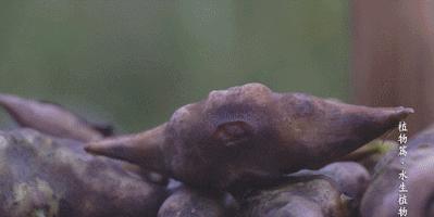 最可爱又好养的水生植物,可爱又好养的水生植物