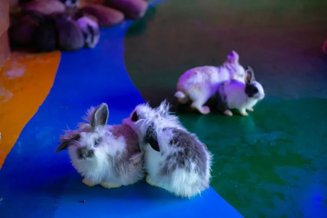 鏄嗘槑钀屽疇鍔ㄧ墿涓婚涔愬洯,鏄嗘槑瀹ゅ唴钀屽疇涔愬洯