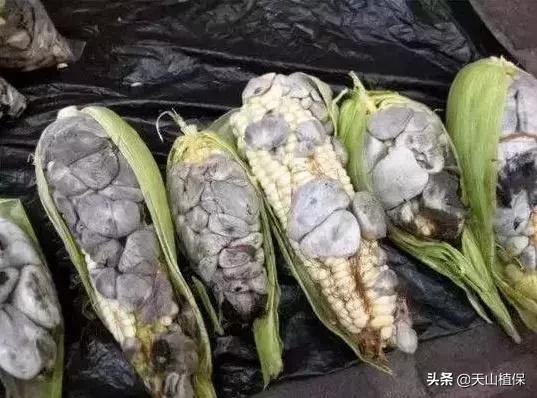 玉米上发黑的东西,玉米穗上的黑疙瘩怎么吃