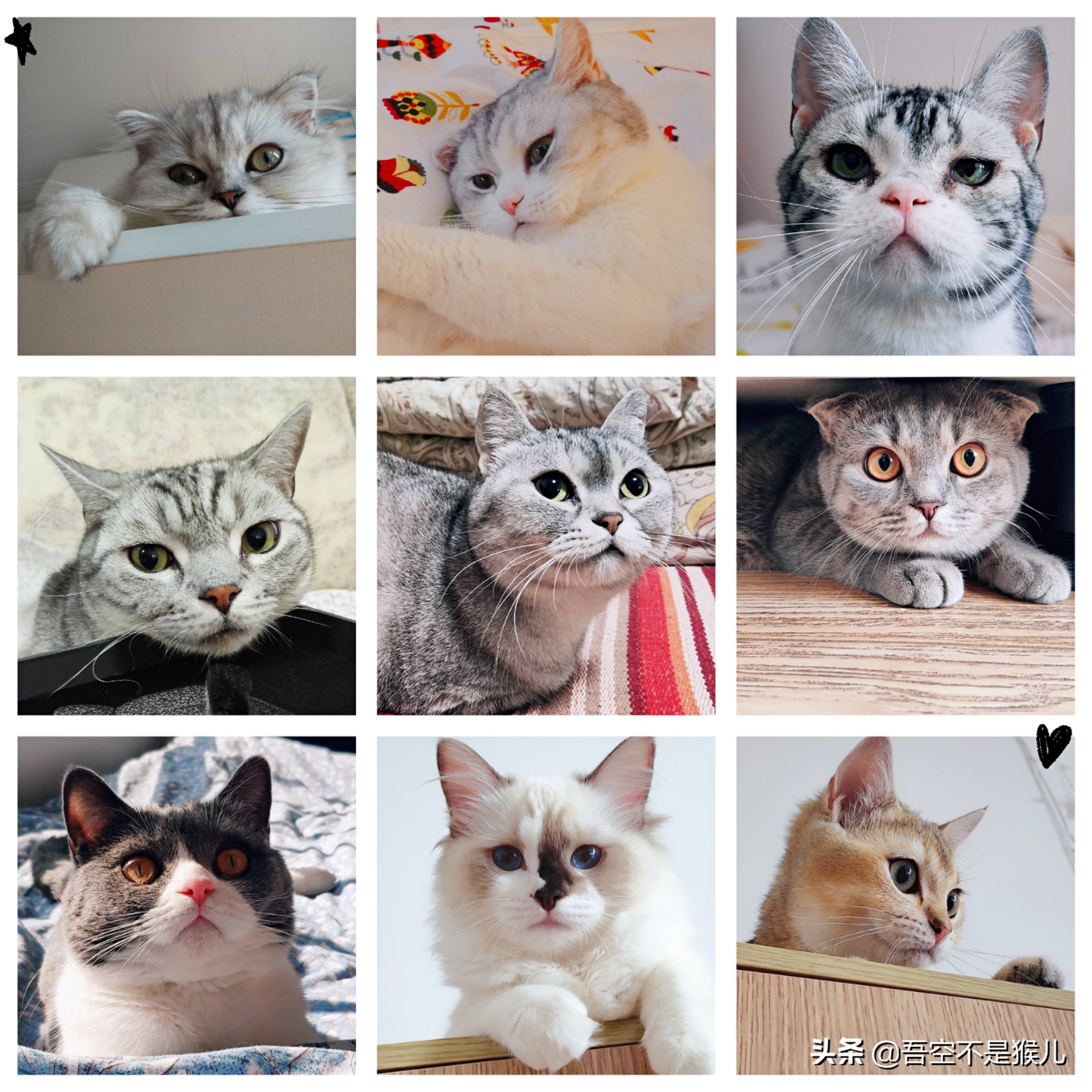 铲屎官害怕猫咪怎么办,铲屎官怕猫咬手指怎么办