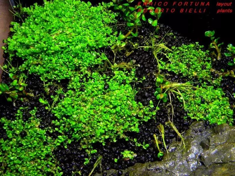 如何打造景观小缸,院子简易水景流水缸制作方法图片