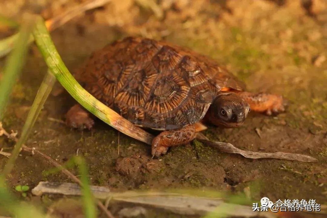 龟断尾干养多久才好,小青龟断尾怎么回事