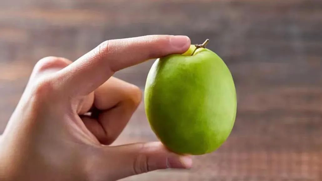 台湾牛奶枣最新品种,台湾特大牛奶枣