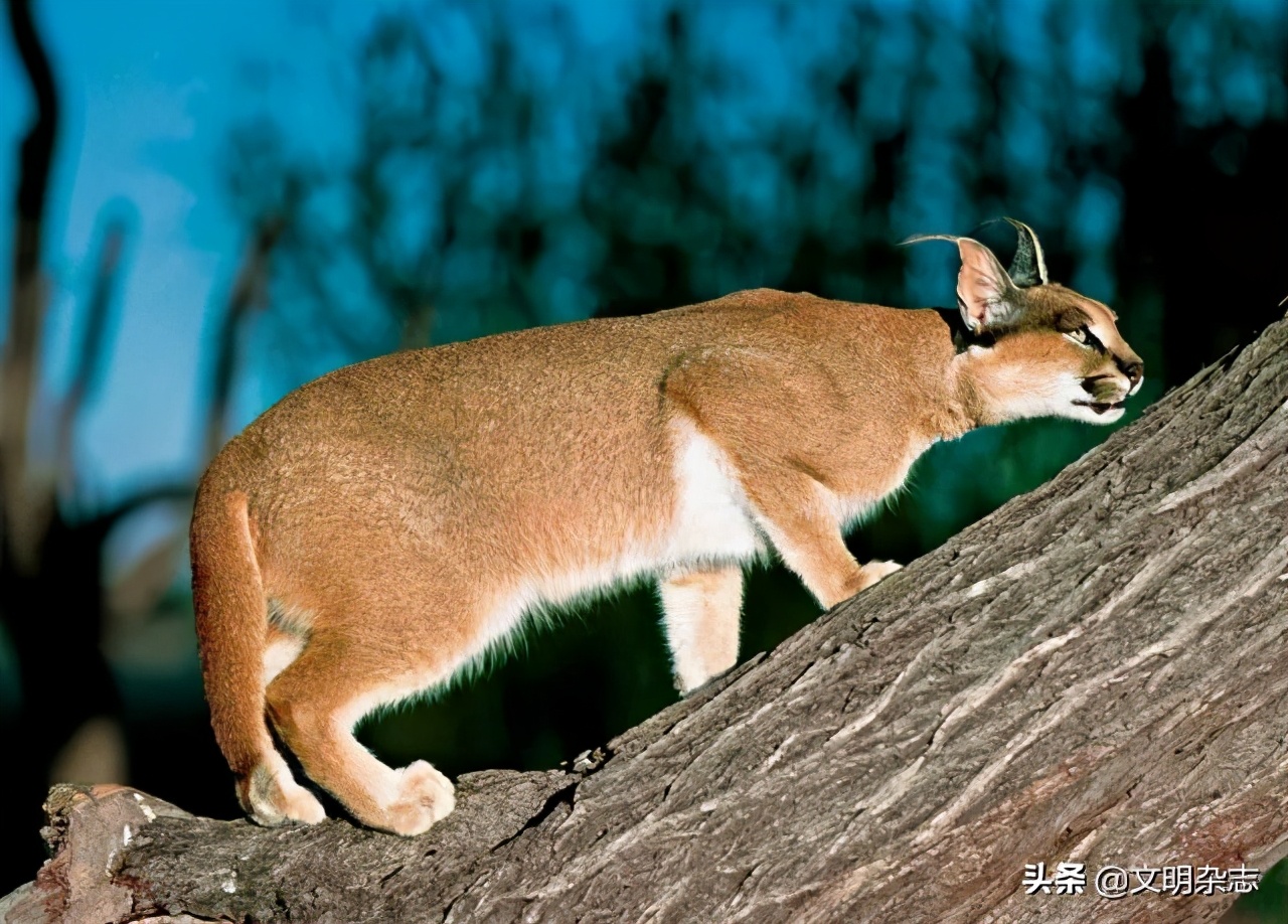 幽秘的长耳精灵——狞猫