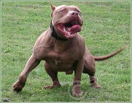 当你被狗狗攻击时该怎么办,被法国斗牛犬咬了