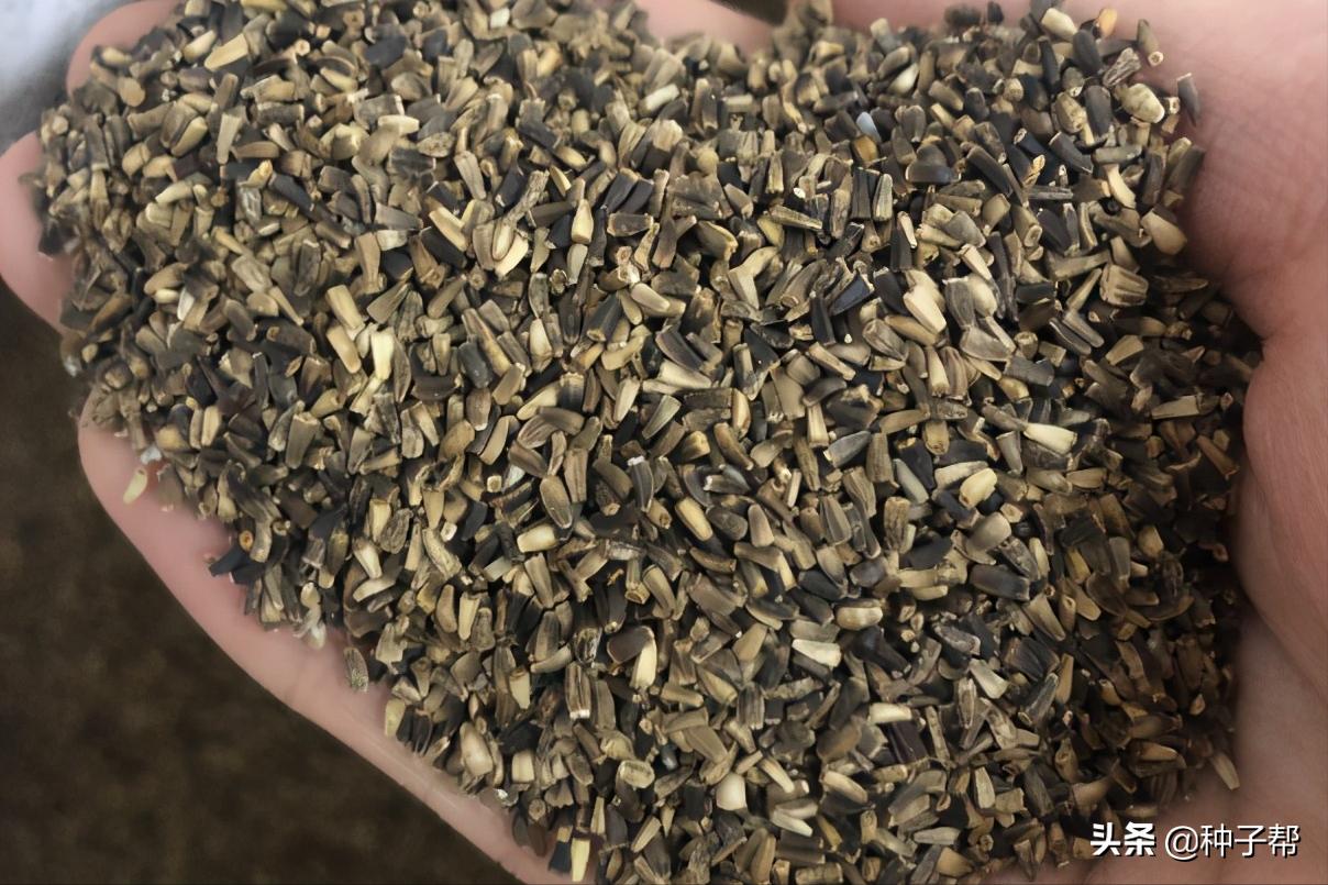 种菊苣牧草，养殖一头猪能赚多少？猪价连续下跌34%，该如何应对