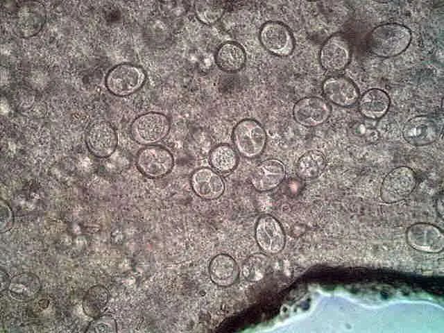 春天宠物驱虫的正确方法,驱虫春季宠物