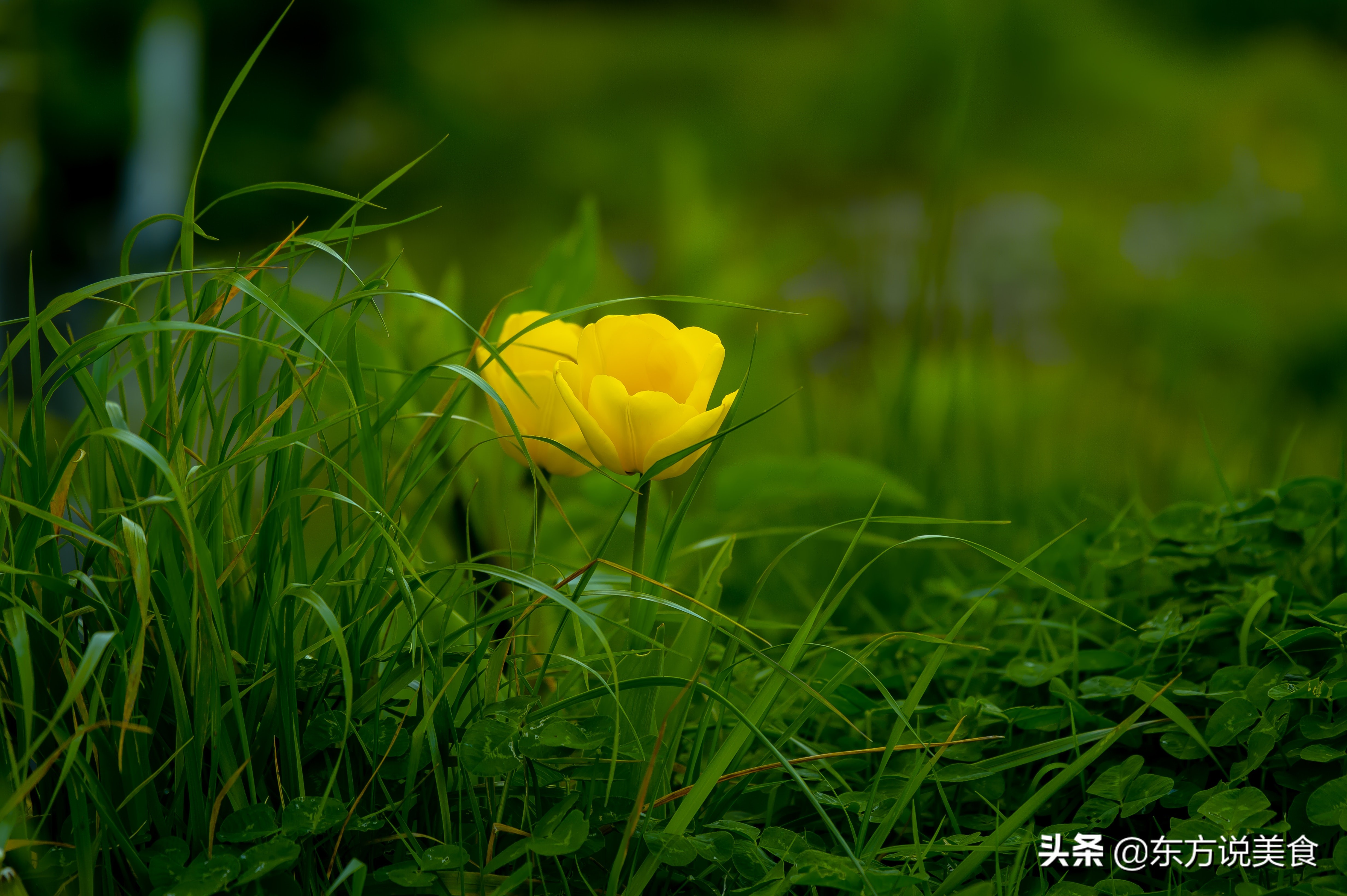 常喝的软饮料有哪些,什么软饮料最好喝