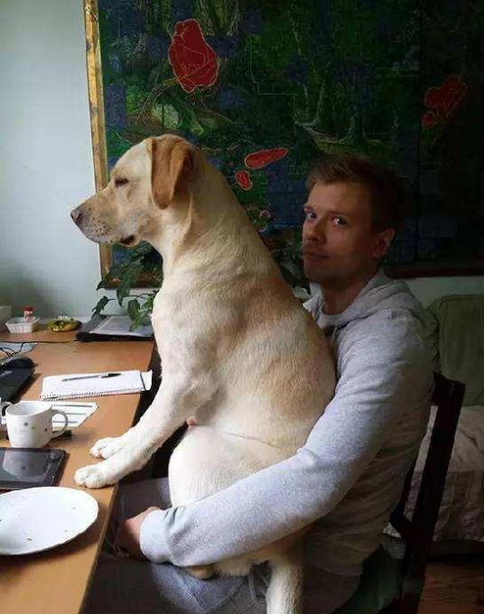 拉布拉多犬的缺点总结,关于拉布拉多犬你需要了解的一切