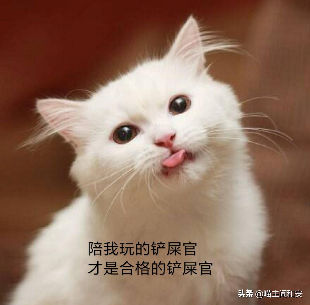 猫咪爪子为什么那么贱,盘点猫咪的爪子有多贱
