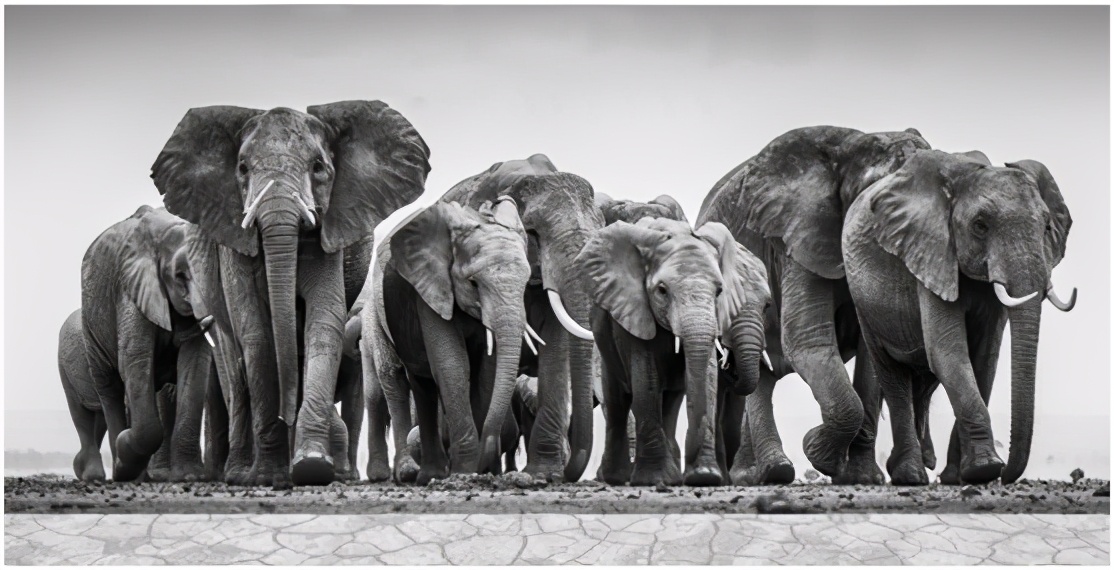 嘿，我想和你做朋友，不想当国宝