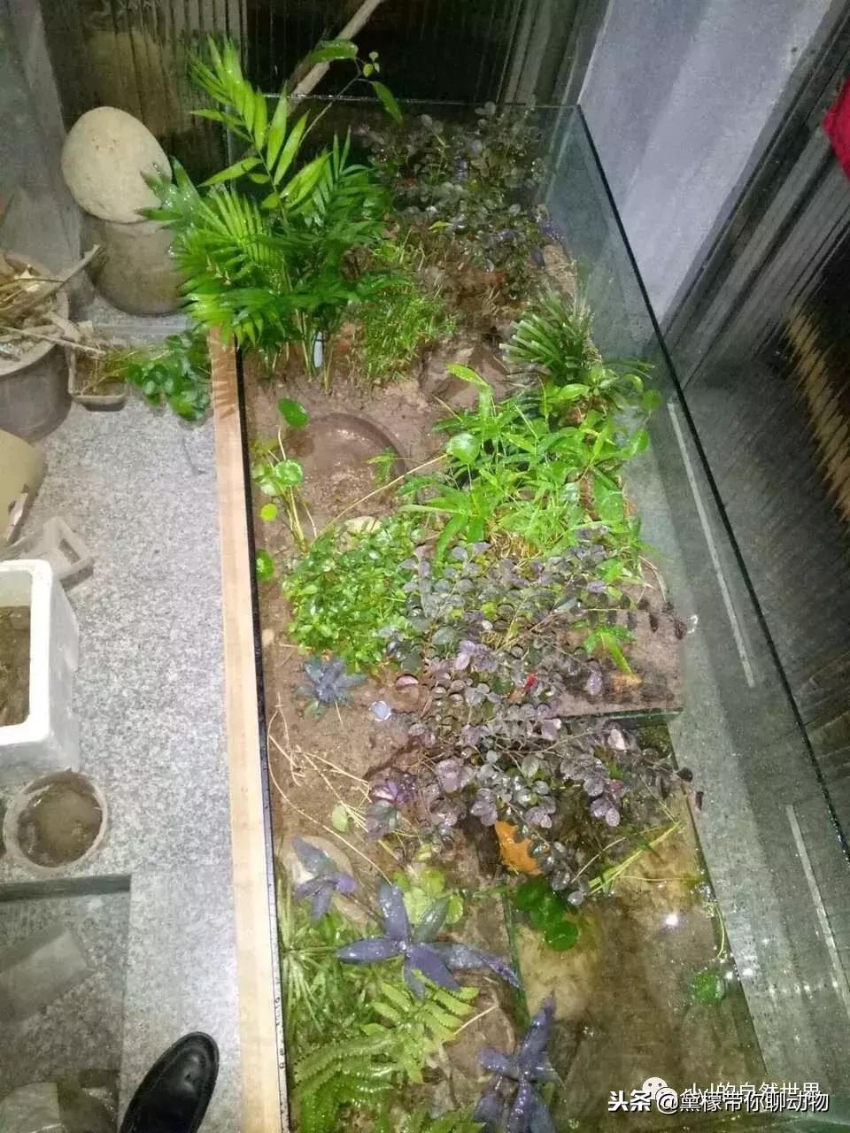 丛林造景黄缘龟池设计图大全,龟宝宝黄缘龟生态缸造景教程