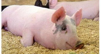 直肠粘膜内脱垂跟脱肛是一种病吗,猪直肠脱出的原因及治疗方法