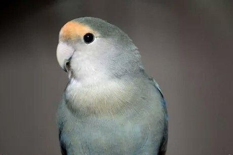 普兰牡丹鹦鹉是头类还是面类,面类牡丹和头面牡丹鹦鹉如何区分