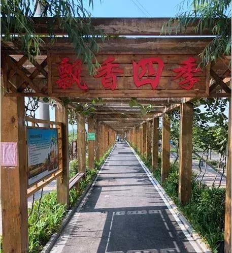 洛阳葡萄采摘最佳地点,最新洛阳附近可以采摘桃子的果园