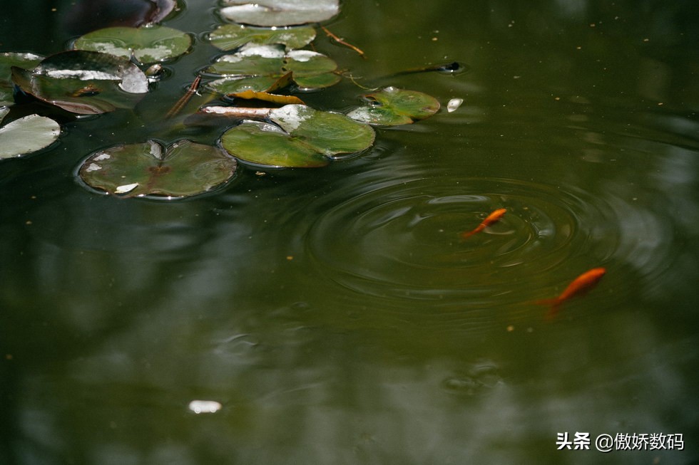 拙政园最让人欣赏的地方,拙政园十大特色