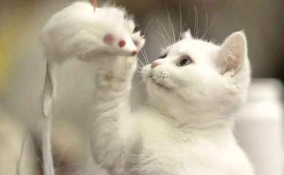 刚到家的猫咪挠门,刚到家的小猫挠我用打疫苗吗