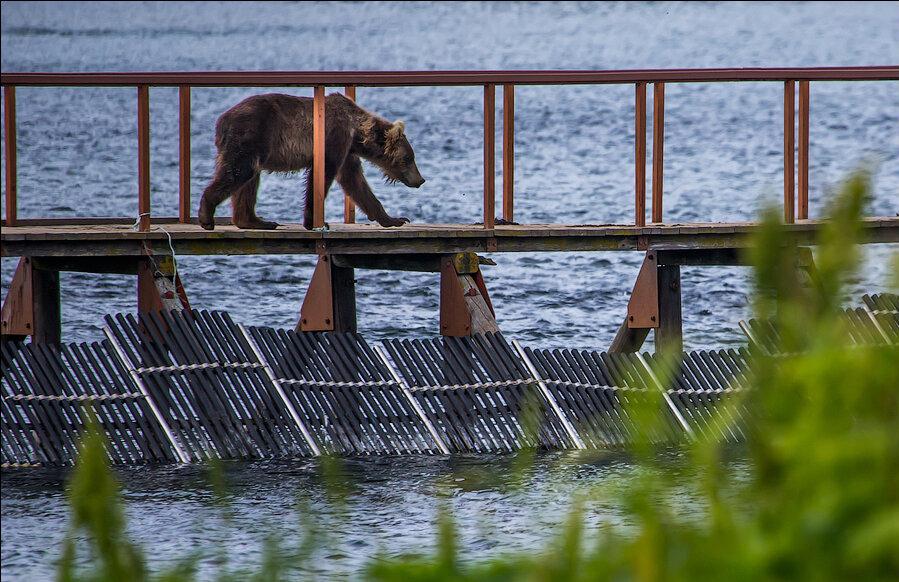 加拿大遇到熊会到路边吗,在幽深洞穴里探险遇到熊该怎么办