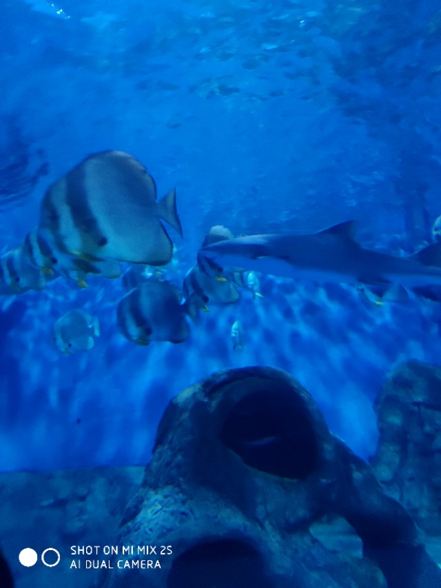 南京海底世界海狮表演,南京海底世界门票价格